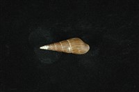 藏品(錐蜷)的圖片